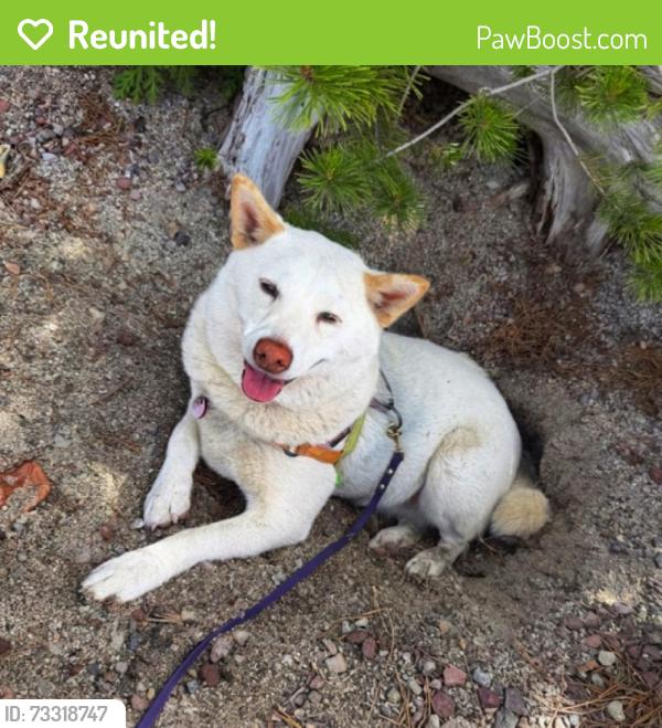 Reunited Female Dog last seen Near Dayspring Dr, Bend, OR 97702