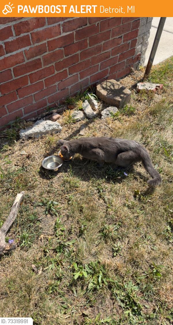 Found/Stray Unknown Cat last seen Bagley and 10th, Detroit, MI 48216