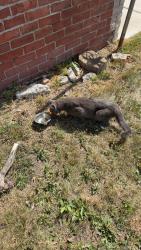 Found/Stray Unknown Cat last seen Bagley and 10th, Detroit, MI 48216