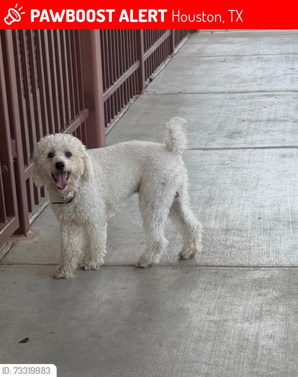 Lost Male Dog last seen Dixie Dr & Westdale St 77087, Houston, TX 77087
