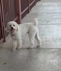 Lost Male Dog last seen Dixie Dr & Westdale St 77087, Houston, TX 77087