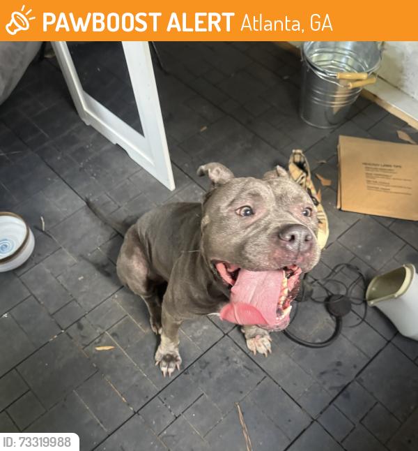 Found/Stray Female Dog last seen Drew Valley Rd NE, Atlanta, GA 30329