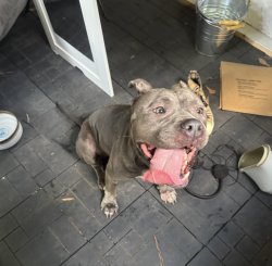 Found/Stray Female Dog last seen Drew Valley Rd NE, Atlanta, GA 30329