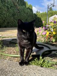Reunited Male Cat last seen Olimpia, Vancouver, WA 98683