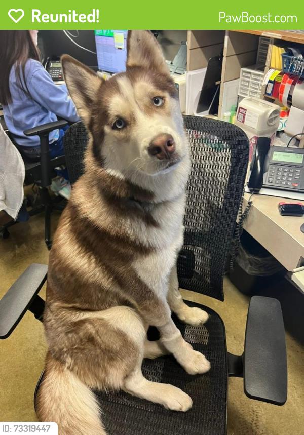 Reunited Male Dog last seen Bahama Loop, Fayetteville, NC 28314