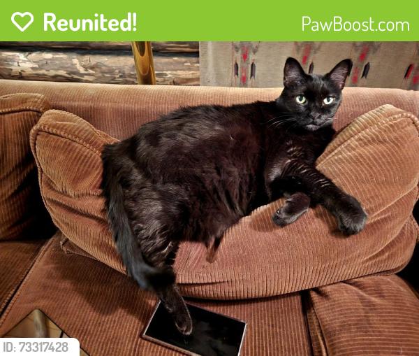 Reunited Female Cat last seen Sandia Heights Drive, NE, Albuquerque, NM 87122