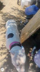 Lost Female Dog last seen 50th St & 168th Ave, Brighton, CO 80601