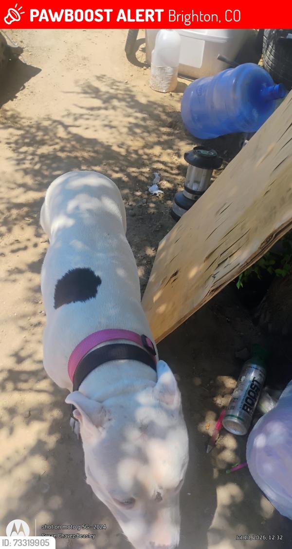 Lost Female Dog last seen 50th St & 168th Ave, Brighton, CO 80601