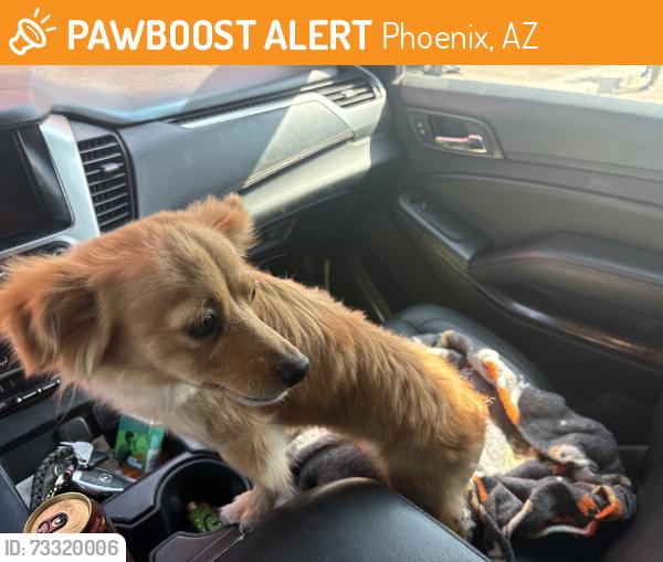 Found/Stray Unknown Dog last seen CBI, Phoenix, AZ 85034
