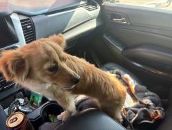 Found/Stray Unknown Dog last seen CBI, Phoenix, AZ 85034