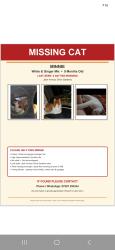 Reunited Female Cat last seen Great Western Road, West Dunbartonshire Council, Scotland G81 2EX