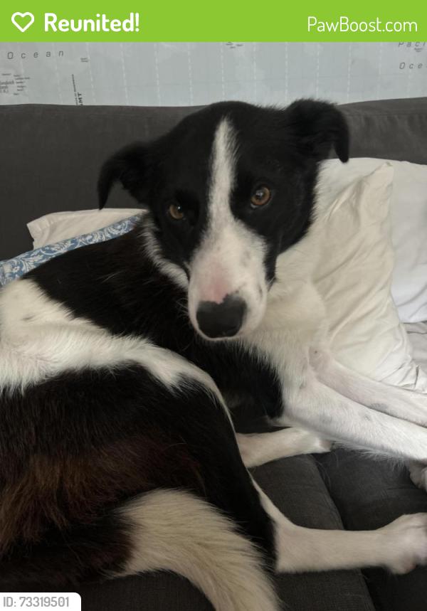 Reunited Female Dog last seen Near glencreagh park, bt6, Belfast, Northern Ireland 