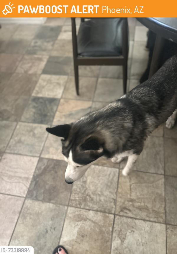 Found/Stray Unknown Dog last seen Esteban Park, Phoenix, AZ 85040