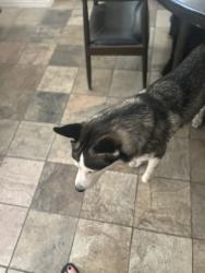 Found/Stray Unknown Dog last seen Esteban Park, Phoenix, AZ 85040