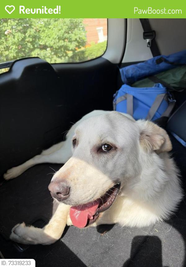 Reunited Male Dog last seen 62nd St & Main, Kansas City, MO 64113