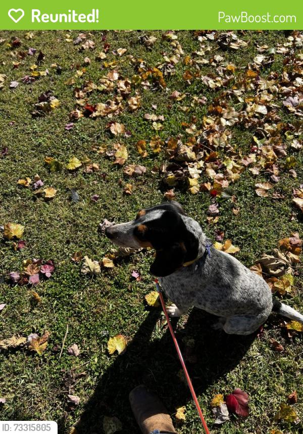 Reunited Female Dog last seen Jones Rd, North Carolina 28748, USA, Buncombe County, NC 28748