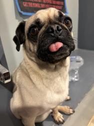 Reunited Female Dog last seen Poinsettia or Rancho santa Fe , sycamore, Vista, CA 92078