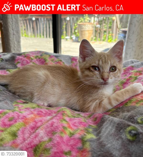 Lost Male Cat last seen Rosewood and Howard intersection, San Carlos, CA 94070