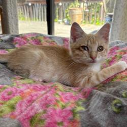 Lost Male Cat last seen Rosewood and Howard intersection, San Carlos, CA 94070