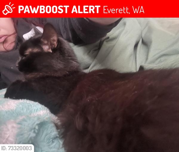 Lost Female Cat last seen 10th and Rockerfeller, Everett, WA 98201