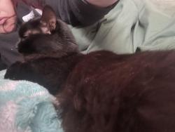 Lost Female Cat last seen 10th and Rockerfeller, Everett, WA 98201