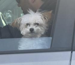 Lost Female Dog last seen Palos Verde Drive north, Crenshaw, Rolling Hills Estates, CA 90274