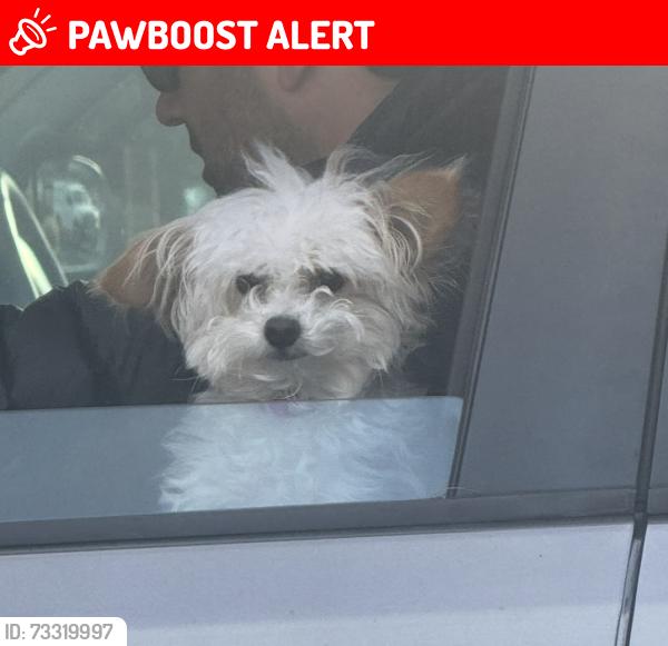 Lost Female Dog last seen Palos Verde Drive north, Crenshaw, Rolling Hills Estates, CA 90274