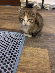 Found/Stray Female Cat last seen Tod Lane, Lancaster County, PA 17538