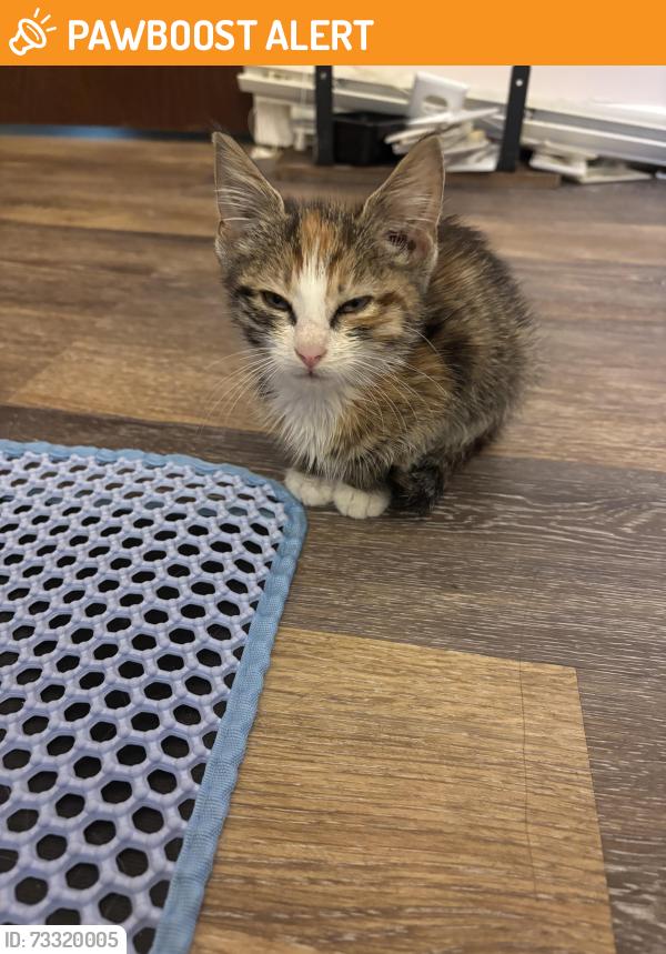 Found/Stray Female Cat last seen Tod Lane, Lancaster County, PA 17538