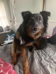 Reunited Male Dog last seen Court st Plymouth ma, Plymouth, MA 02360
