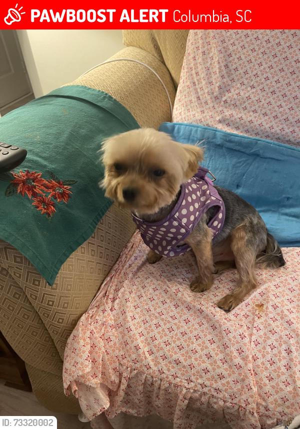 Lost Male Dog last seen Trenholm Rd & Berkshire Apt, Columbia, SC 29223