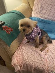 Lost Male Dog last seen Trenholm Rd & Berkshire Apt, Columbia, SC 29223