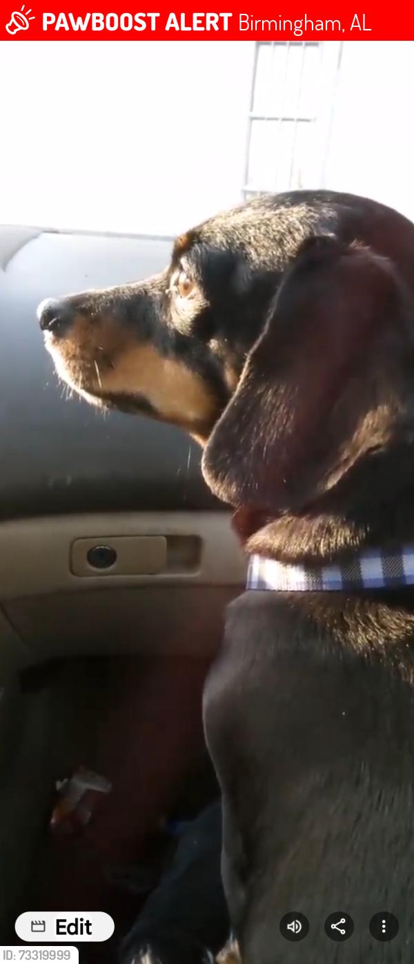 Lost Female Dog last seen Southside Market, Birmingham, AL 35205