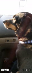 Lost Female Dog last seen Southside Market, Birmingham, AL 35205
