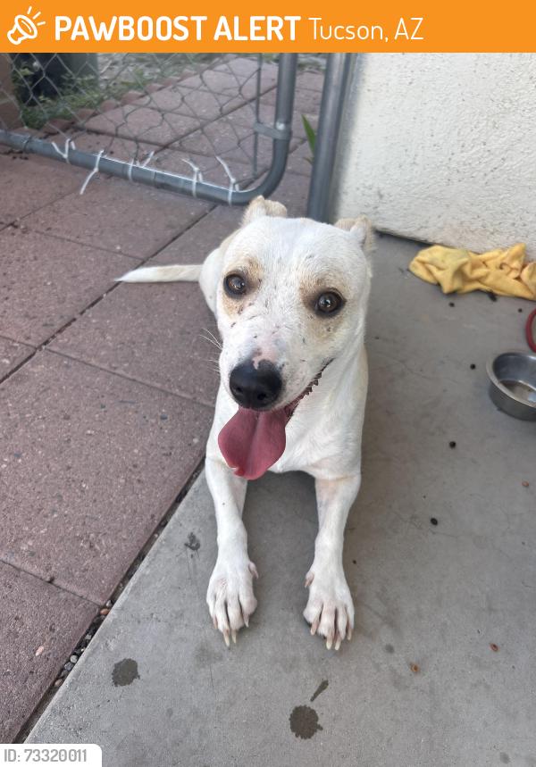 Found/Stray Male Dog last seen glenn and edith, Tucson, AZ 85716