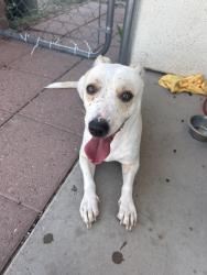 Found/Stray Male Dog last seen glenn and edith, Tucson, AZ 85716