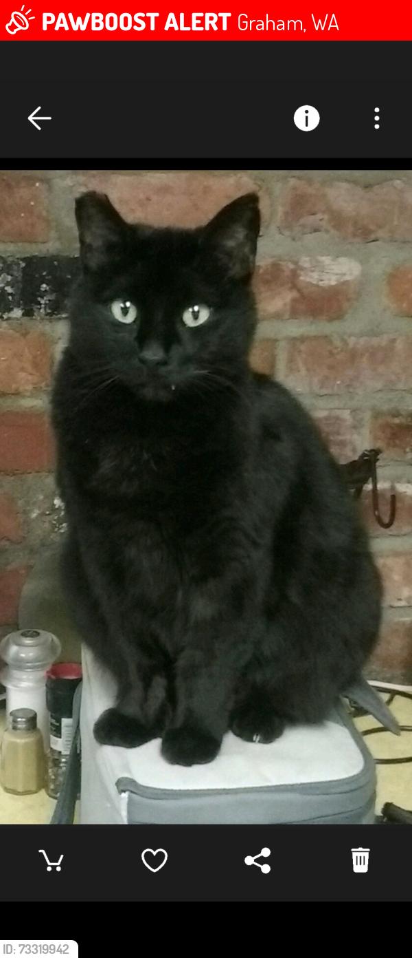 Lost Male Cat last seen Mathias & 58, Graham, WA 98338