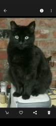 Lost Male Cat last seen Mathias & 58, Graham, WA 98338