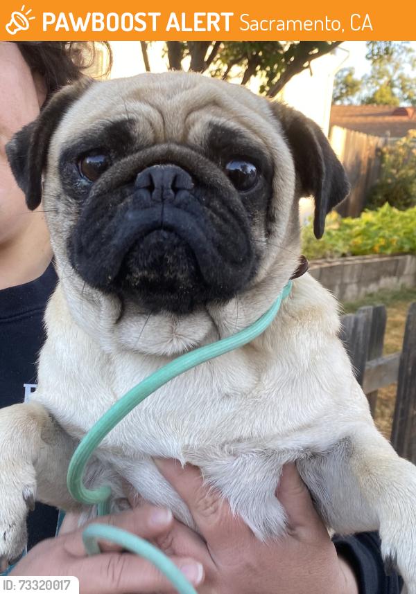 Found/Stray Female Dog last seen 61st st / 11th Av, Sacramento, CA 95817