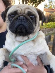 Found/Stray Female Dog last seen 61st st / 11th Av, Sacramento, CA 95817