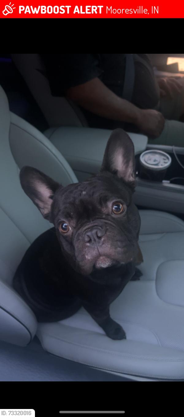 Lost Male Dog last seen 67, by ford dealership, Mooresville, IN 46158