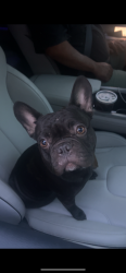 Lost Male Dog last seen 67, by ford dealership, Mooresville, IN 46158