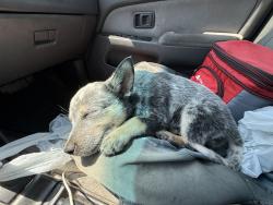 Reunited Female Dog last seen Near and freeway, Albuquerque, NM 87120