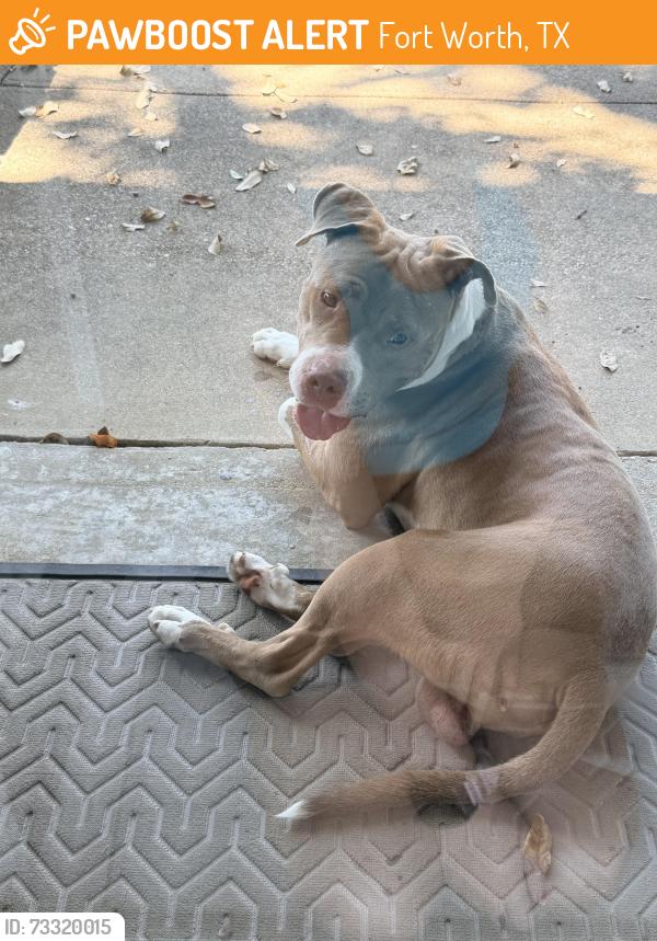 Found/Stray Male Dog last seen Hulen & Barwick by Hulen Mall, Fort Worth, TX 76132
