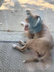 Found/Stray Male Dog last seen Hulen & Barwick by Hulen Mall, Fort Worth, TX 76132