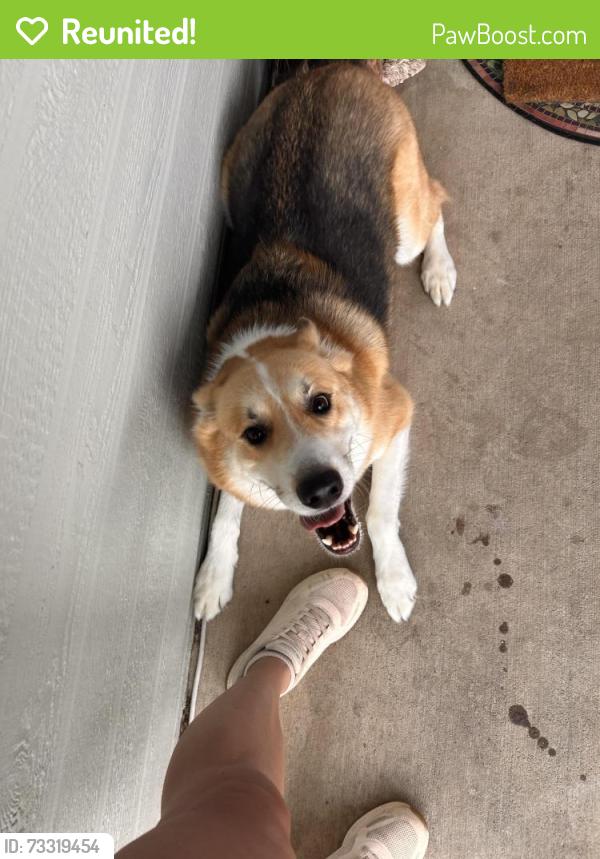 Reunited Male Dog last seen Wageman and Preminger Dr, Colorado Springs, CO 80911