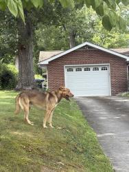 Found/Stray Male Dog last seen Near melbourne lane, Greenville, SC 29615