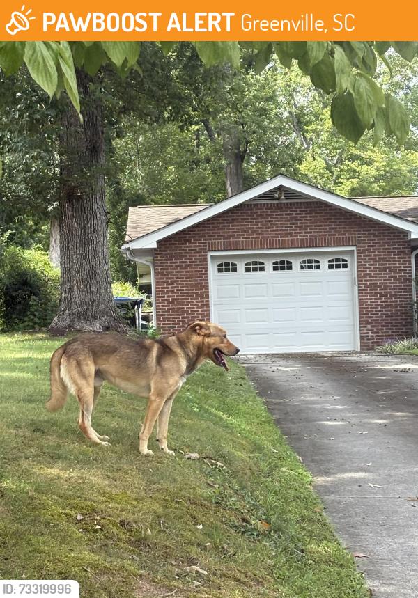 Found/Stray Male Dog last seen Near melbourne lane, Greenville, SC 29615