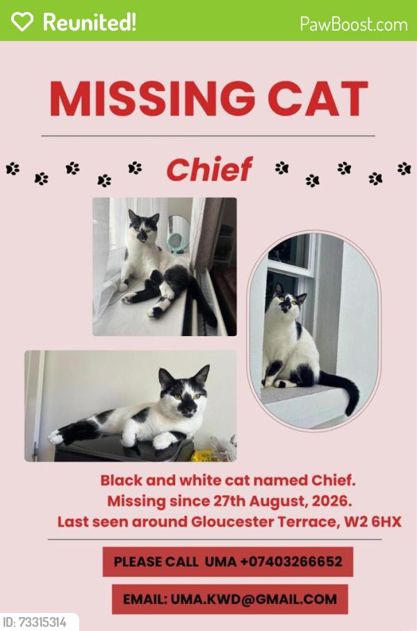 Reunited Male Cat last seen Near Gloucester Terrace, Greater London, England 