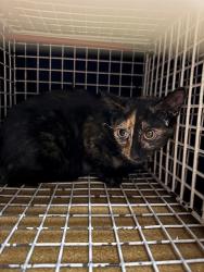 Shelter Stray Female Cat last seen OFALLON, 4850 Mid Rivers Mall Dr, St Peters, MO 63376, USA